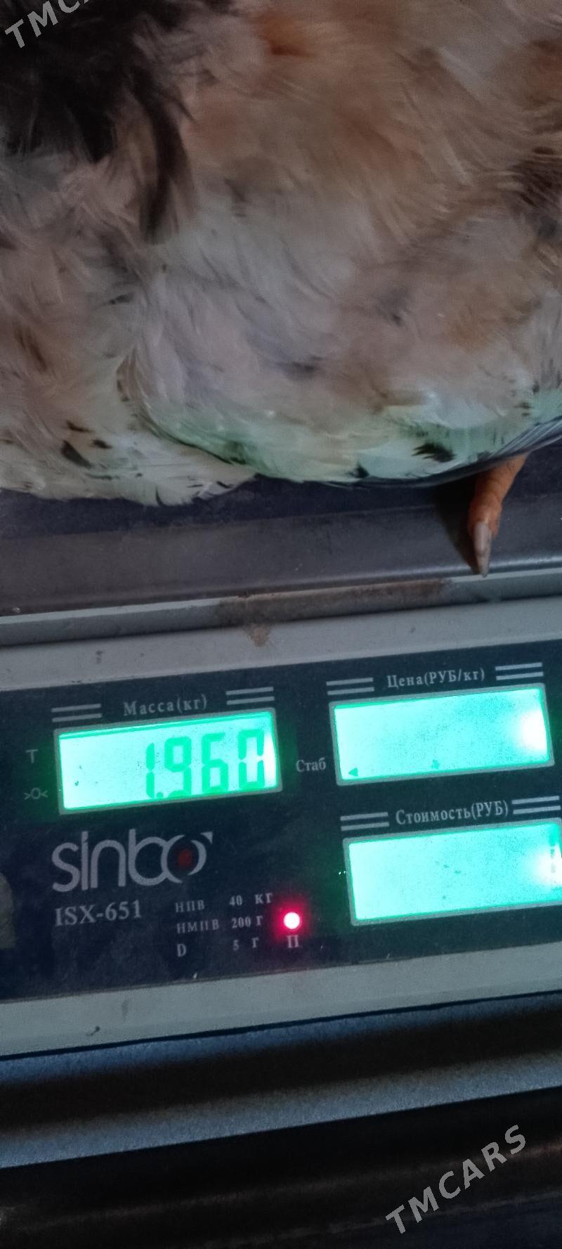 хораз - Дянев - img 4