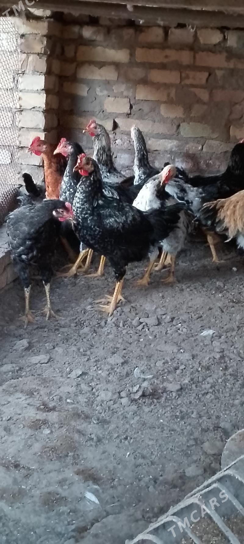 хораз - Дянев - img 1