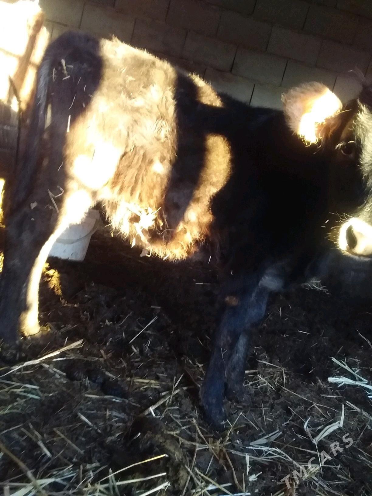 GÕLE IMDE DURAN SUYTDEN - Гызыларбат - img 2