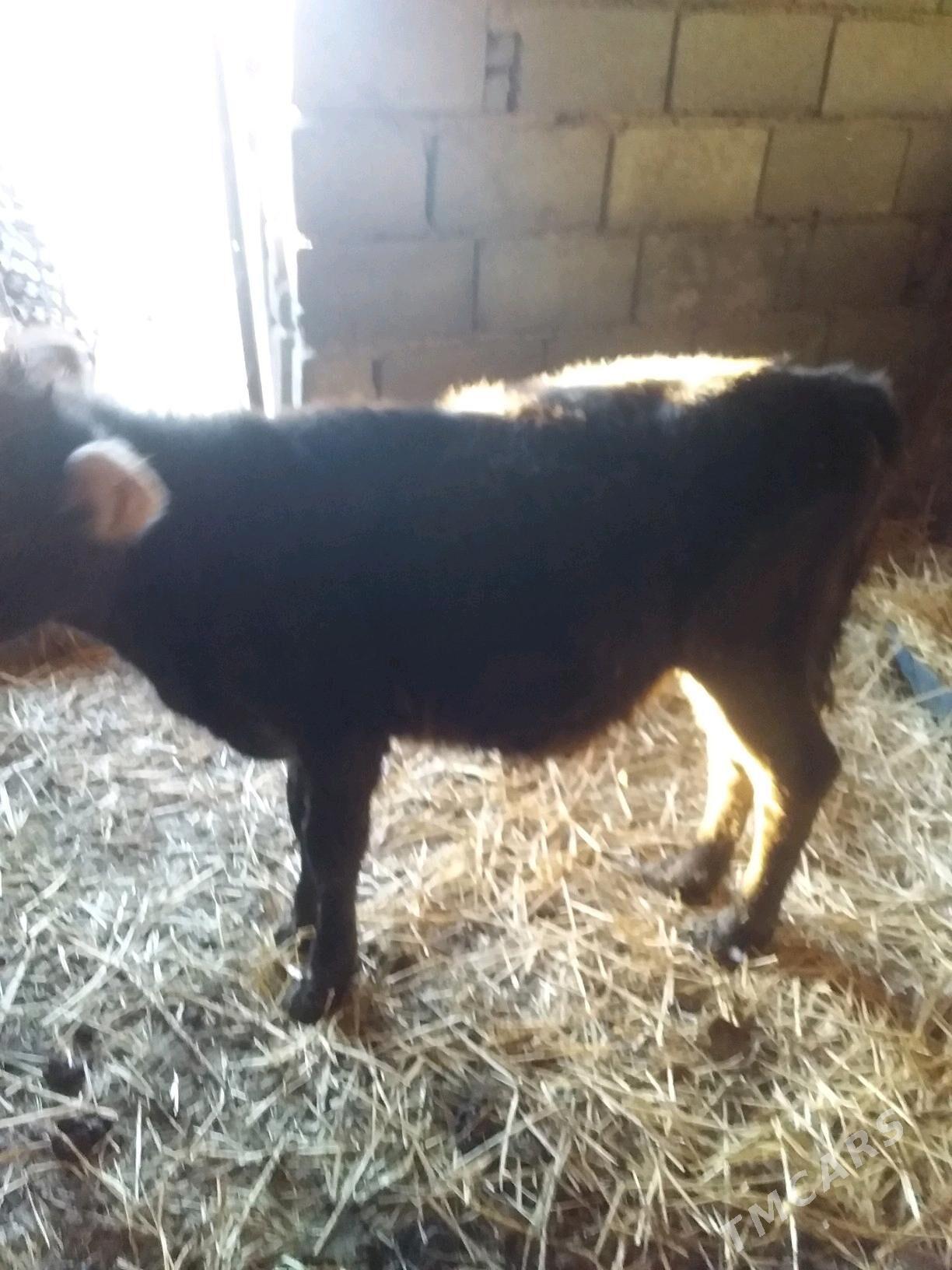 GÕLE IMDE DURAN SUYTDEN - Гызыларбат - img 1