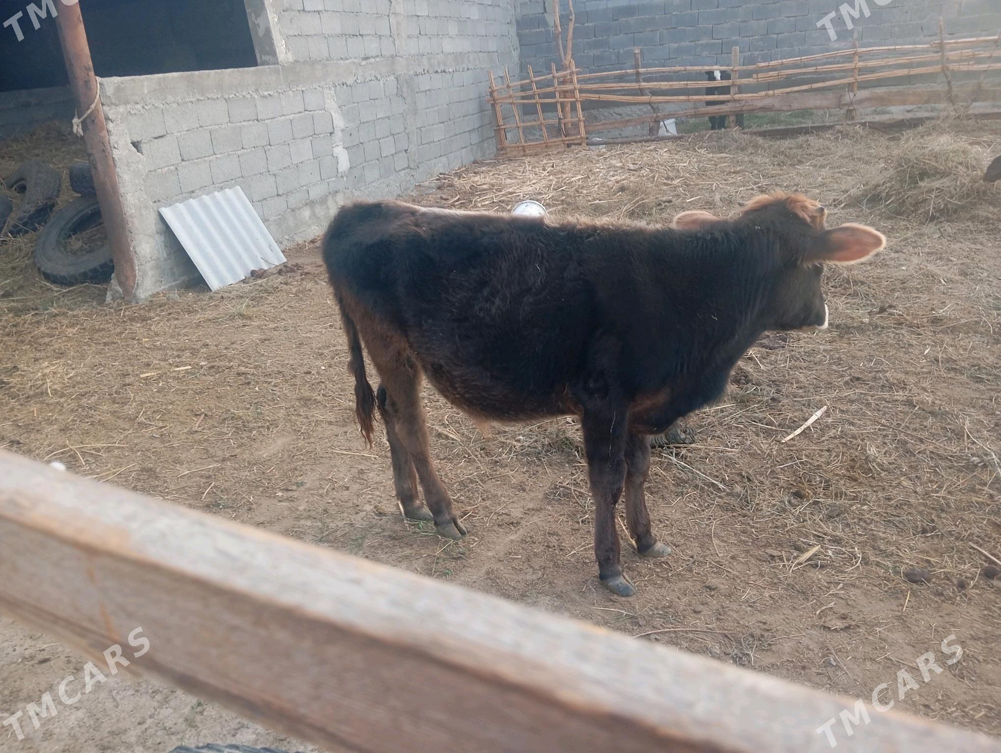 öküz tohum - Гёкдепе - img 2