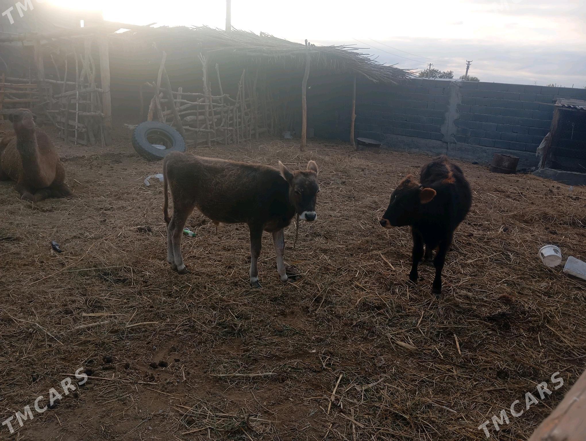 öküz tohum - Гёкдепе - img 4