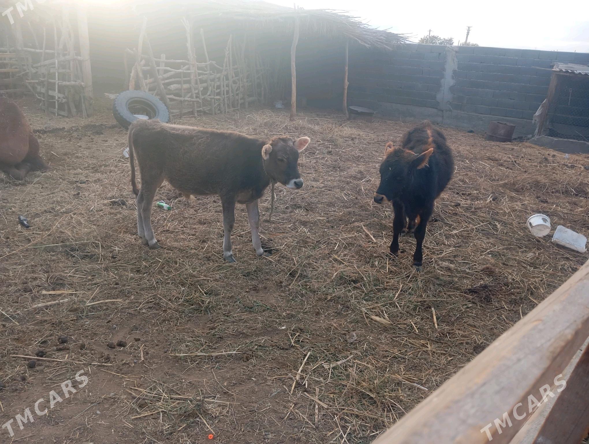 öküz tohum - Гёкдепе - img 3