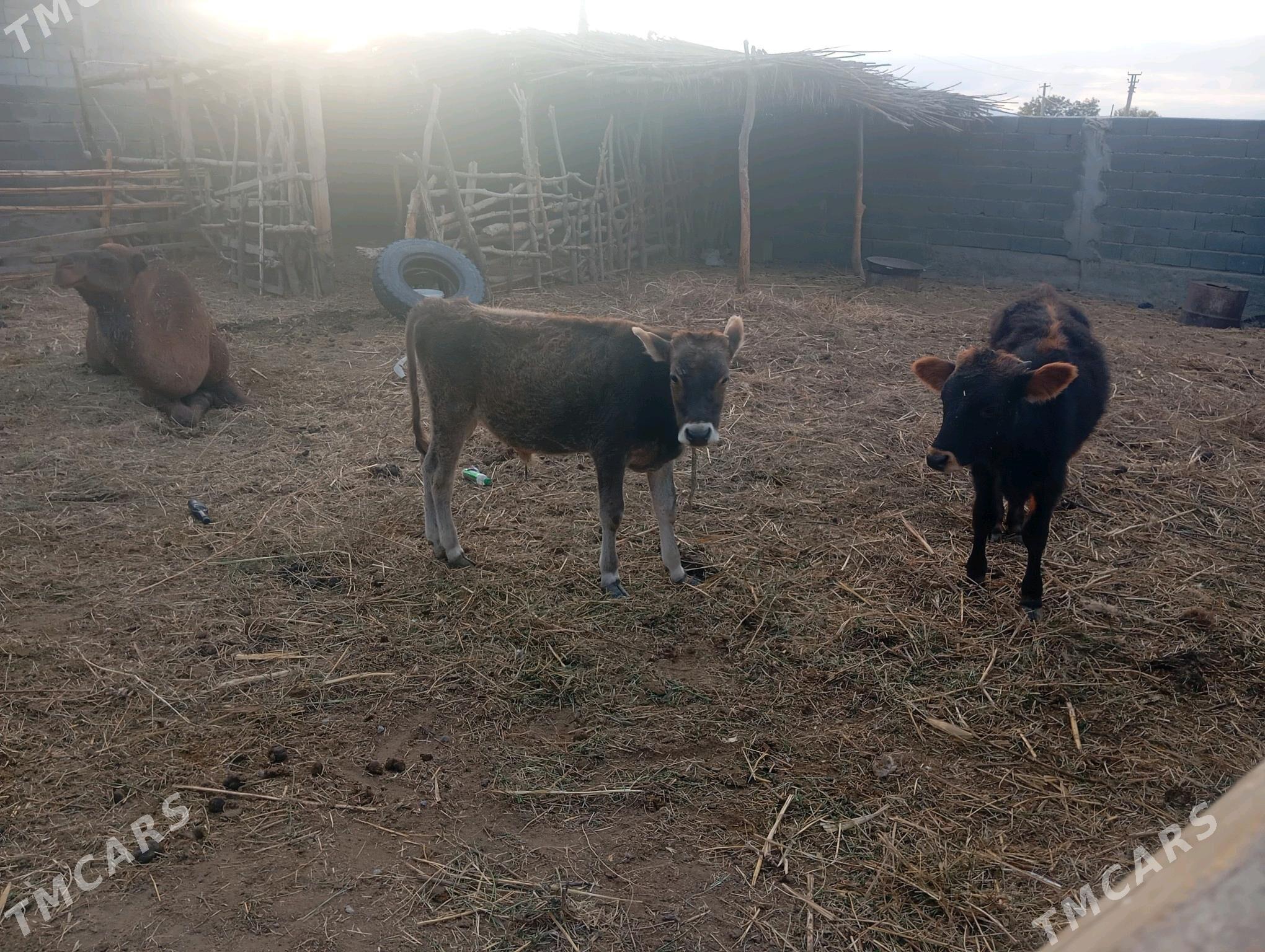 öküz tohum - Гёкдепе - img 1