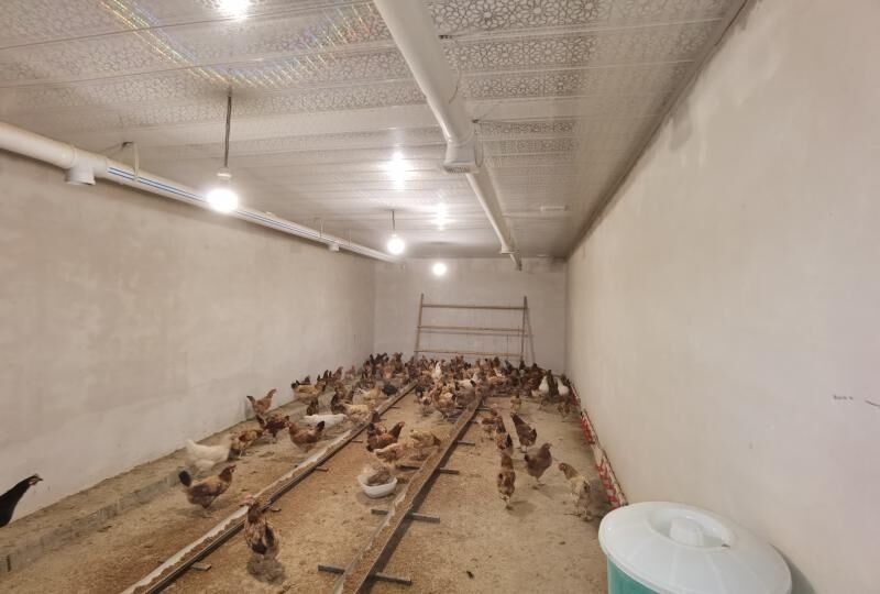 Satlyk jaý Kakada - Кака - img 3