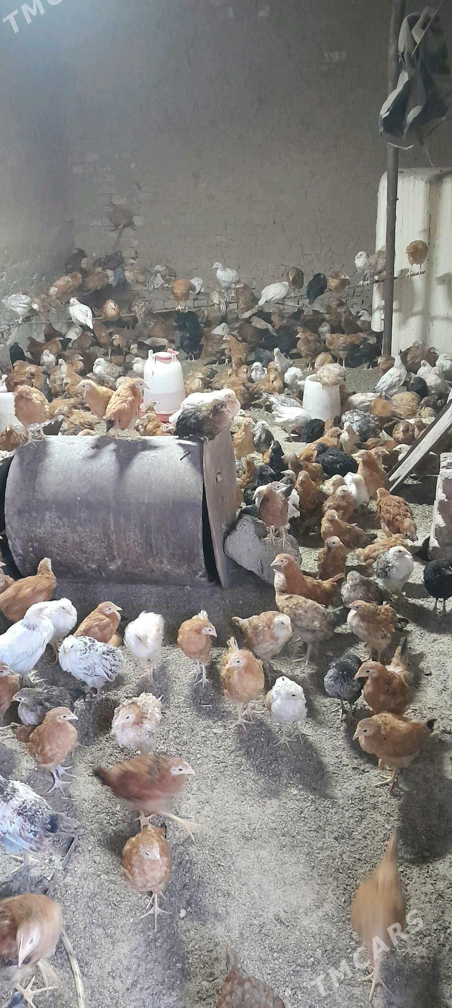 juje - Tejen - img 1