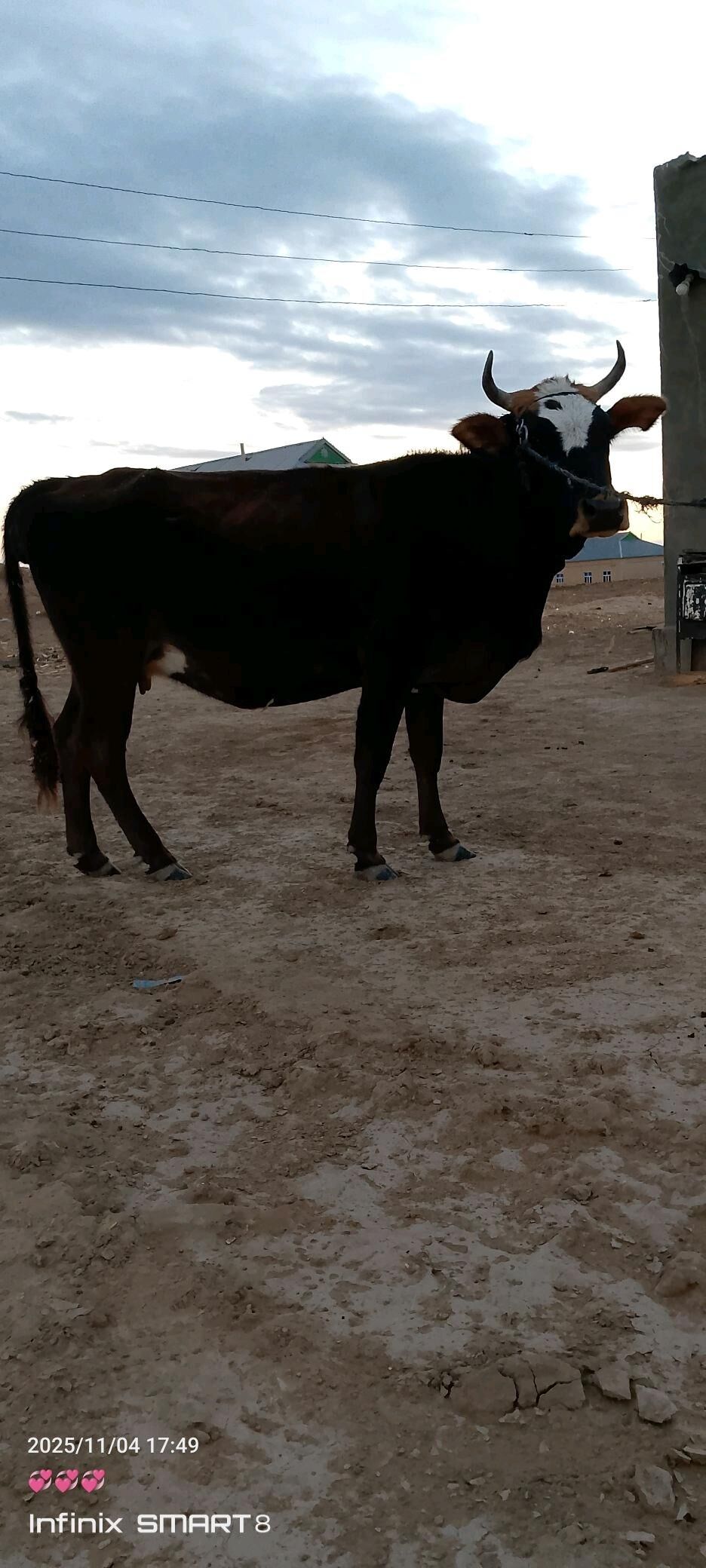 sygyr - Туркменгала - img 4