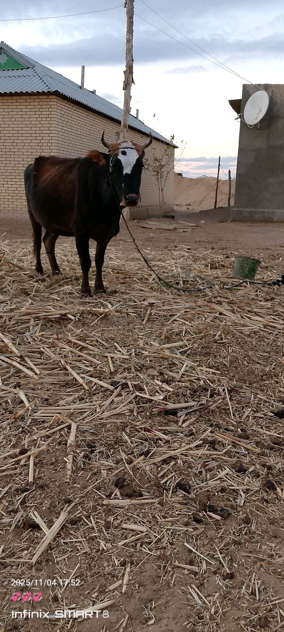 sygyr - Туркменгала - img 1