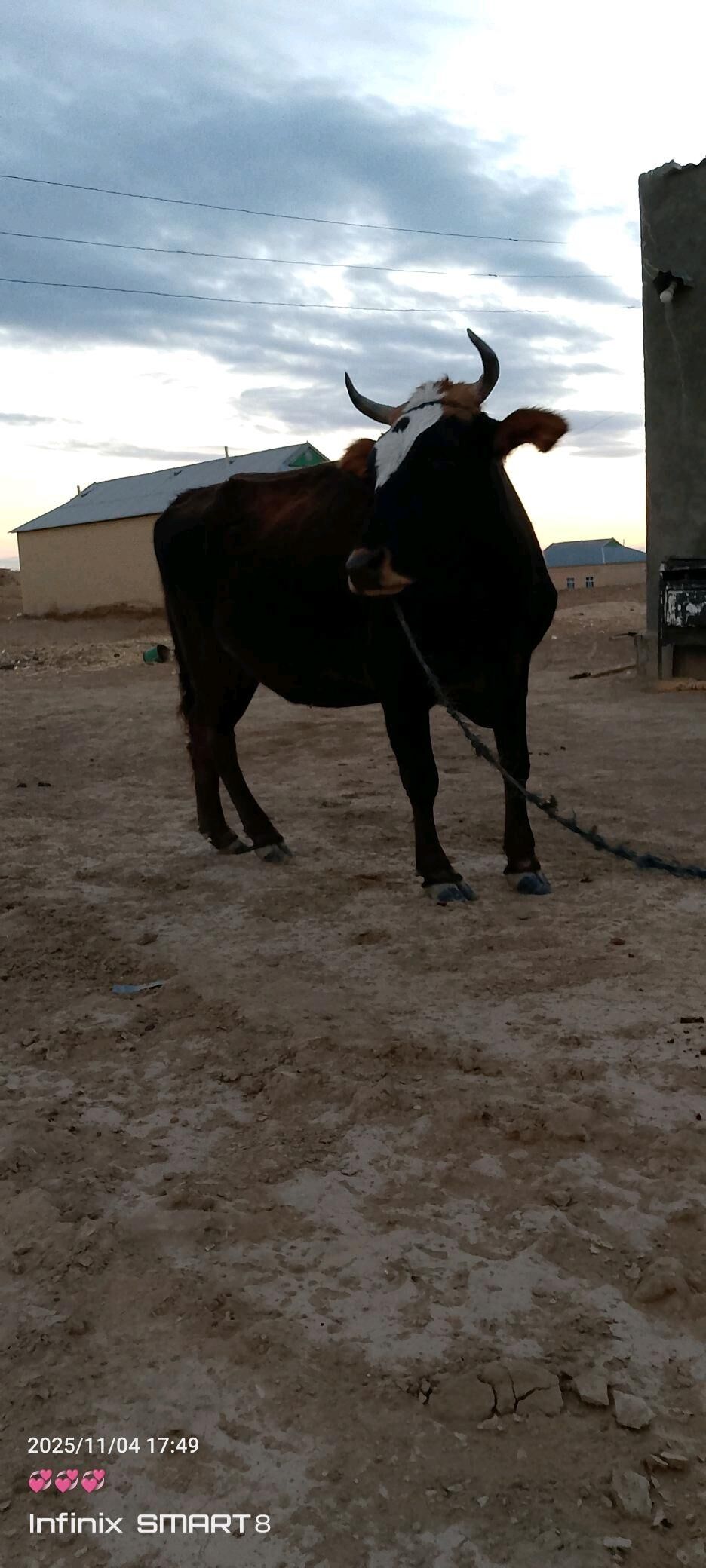 sygyr - Туркменгала - img 3