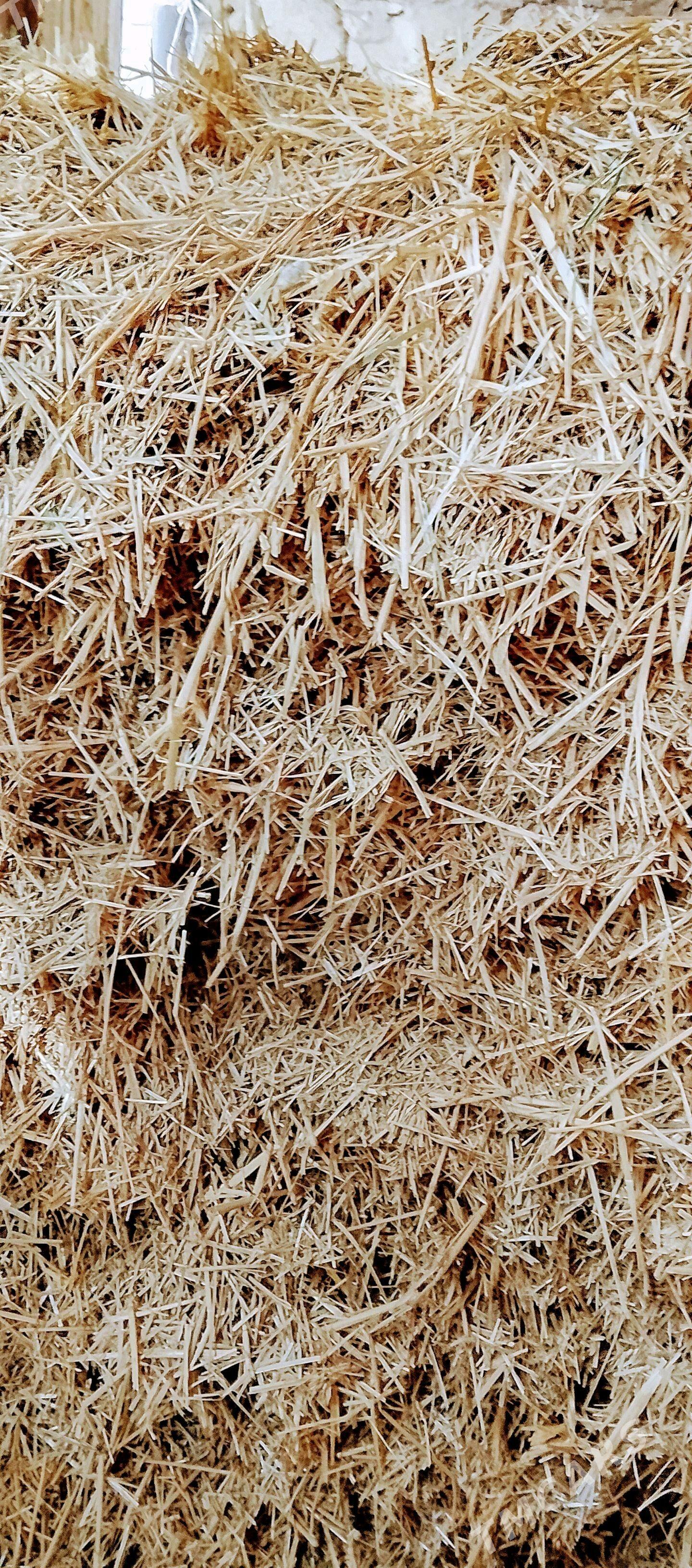 saman - Gyzylarbat - img 3