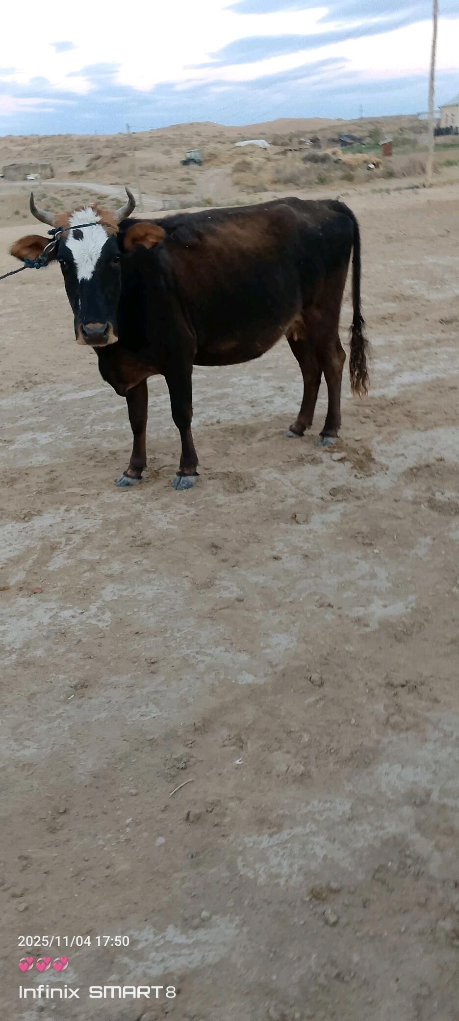 sygyr - Туркменгала - img 2