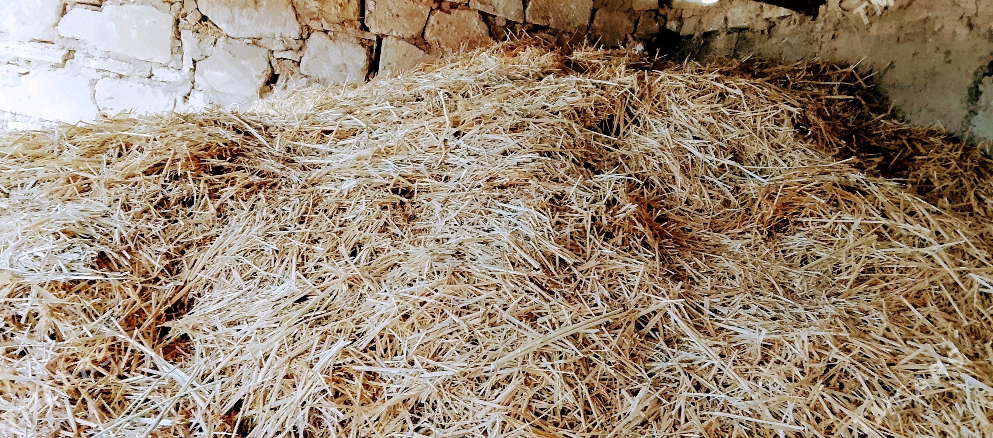 saman - Gyzylarbat - img 1