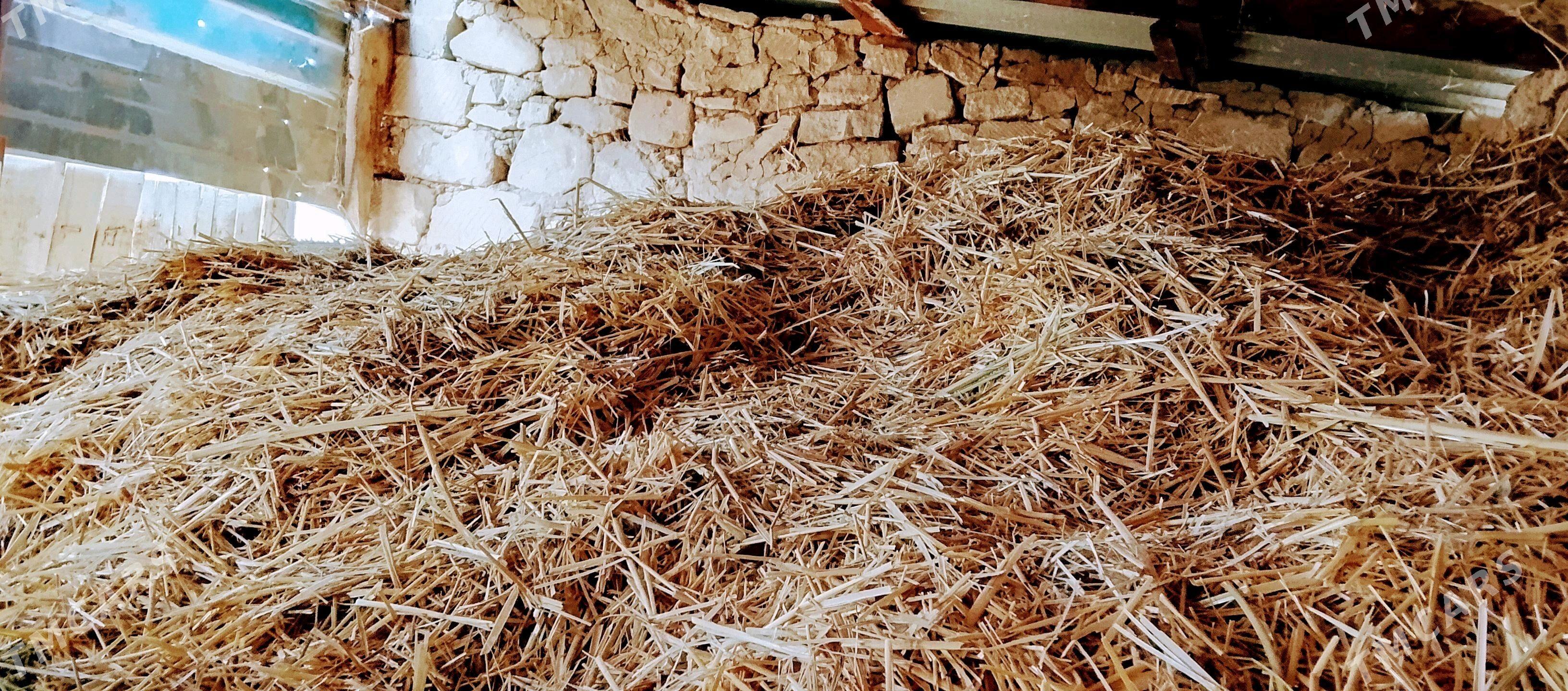 saman - Gyzylarbat - img 2