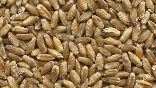 TYRTYKAL - Türkmenbaşy etr. - img 1