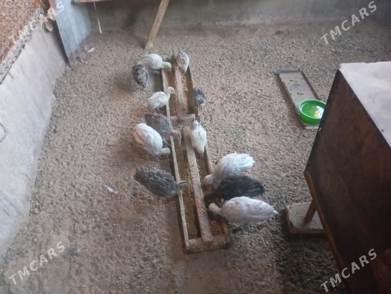 İnduk juje - Mary - img 4