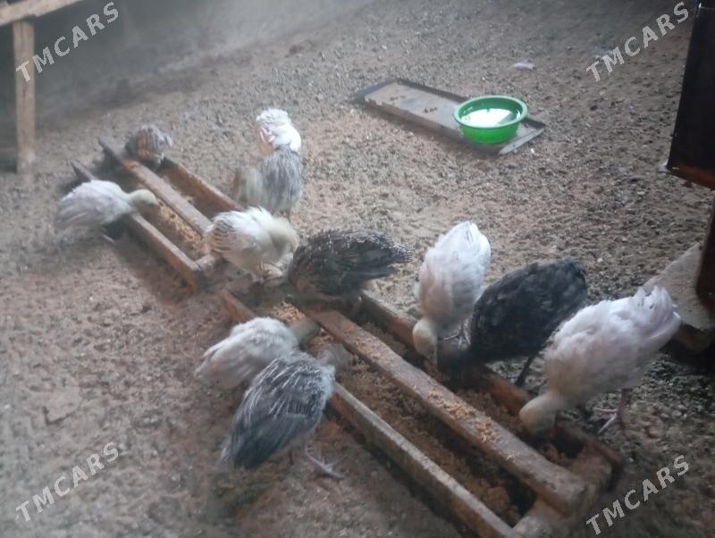 İnduk juje - Mary - img 3