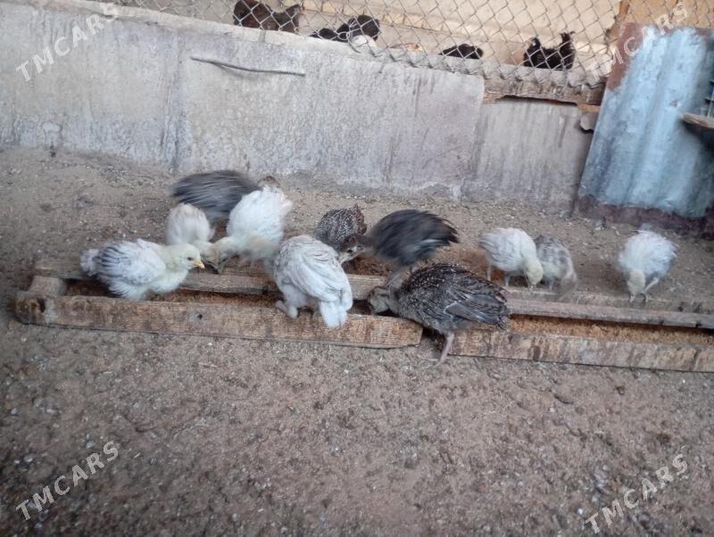 İnduk juje - Mary - img 1