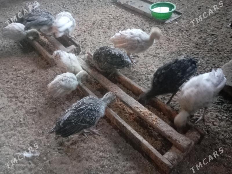 İnduk juje - Mary - img 5