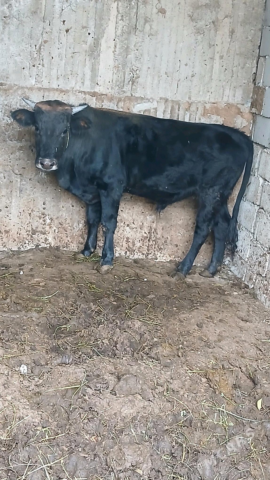 imde duran öküz - Бузмеин - img 2