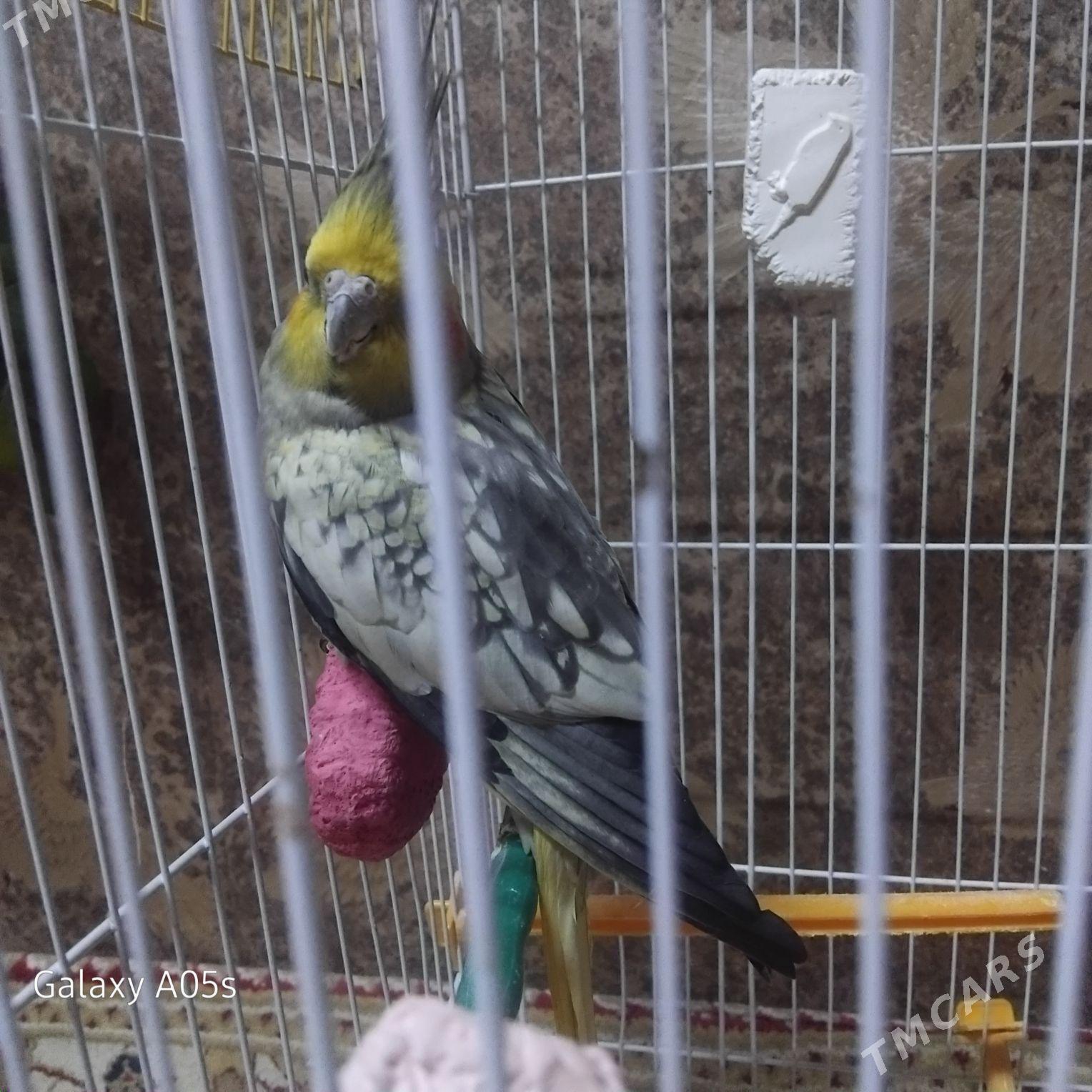 попугай popugay - Parahat 4 - img 2