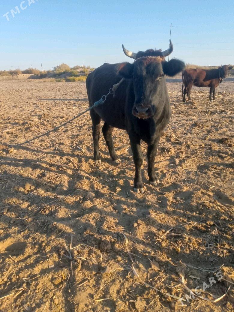 Gacar - Гурбансолтан Едже - img 2