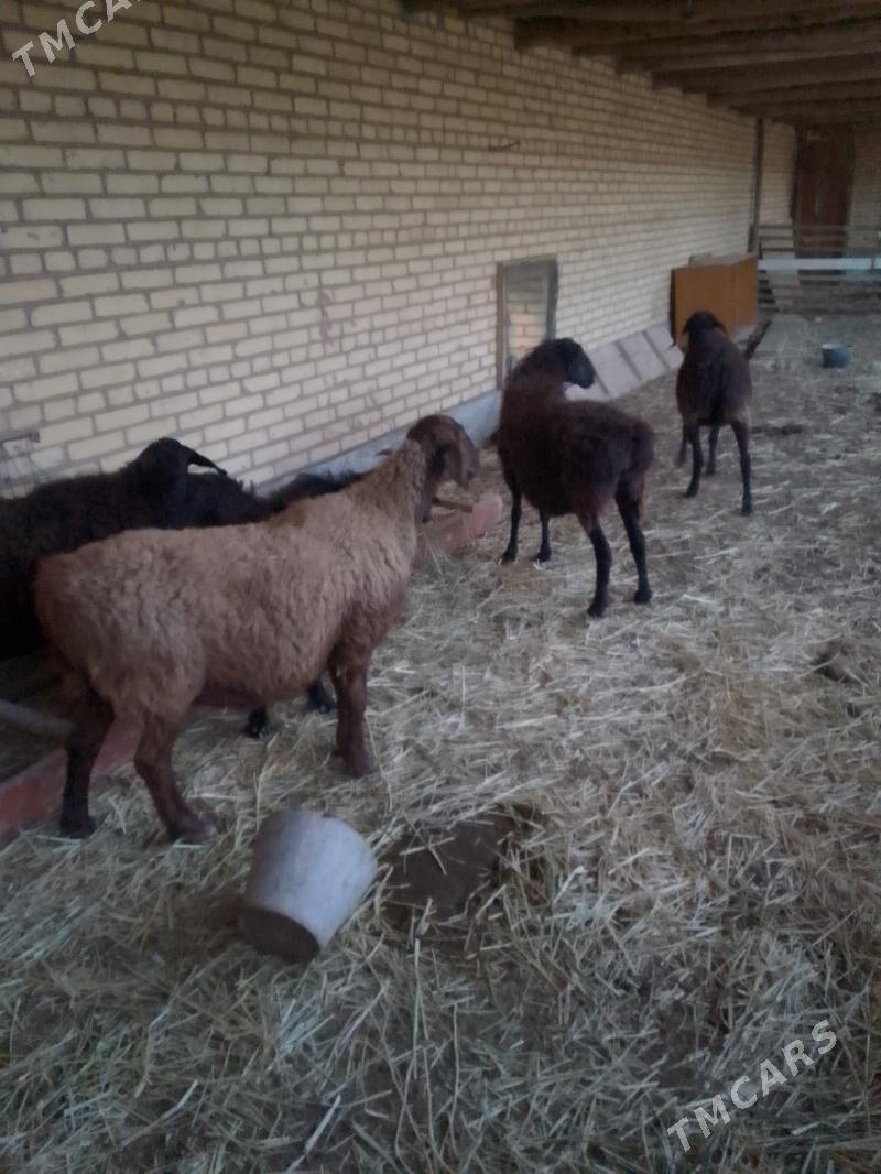 bogaz goyunlar - Sakar - img 1