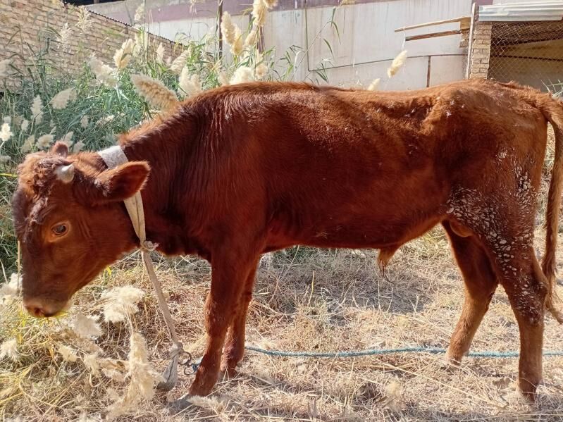 öküz - Türkmenabat - img 2