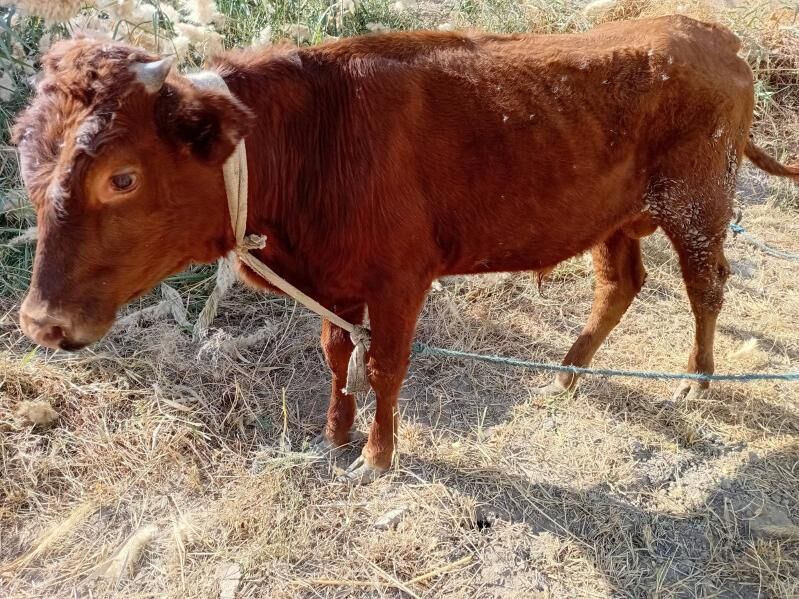 öküz - Türkmenabat - img 5