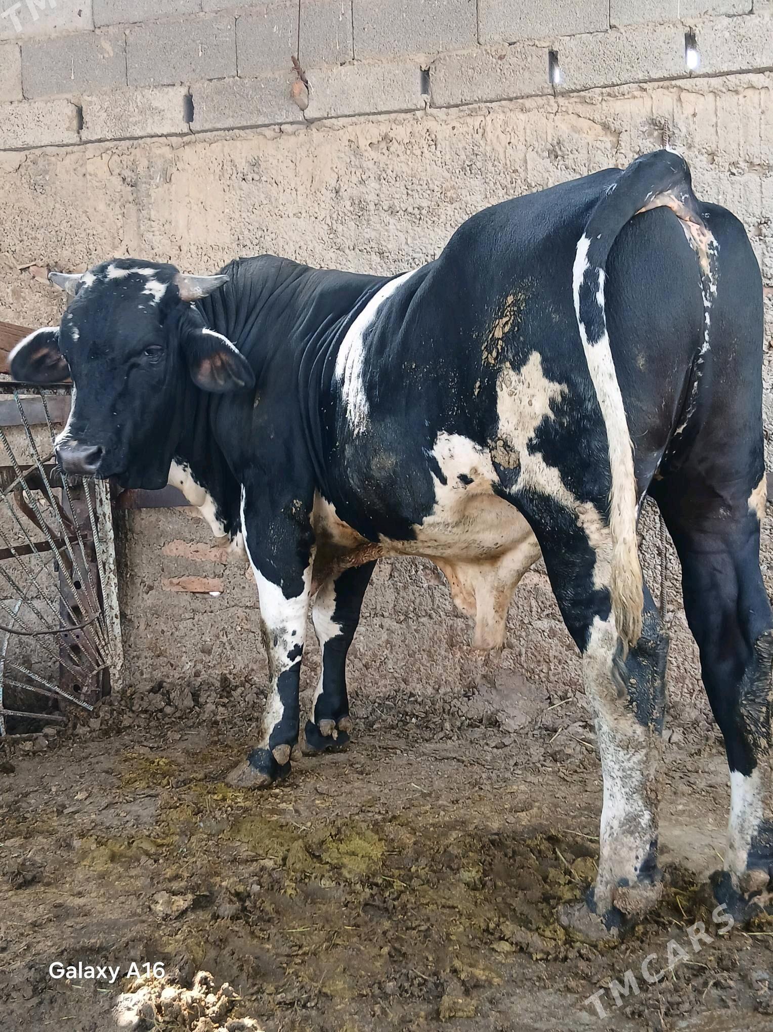 okuz - Aşgabat - img 1