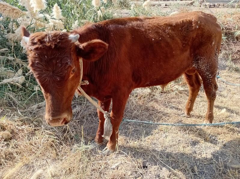 öküz - Türkmenabat - img 6