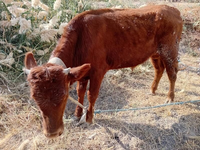 öküz - Türkmenabat - img 7