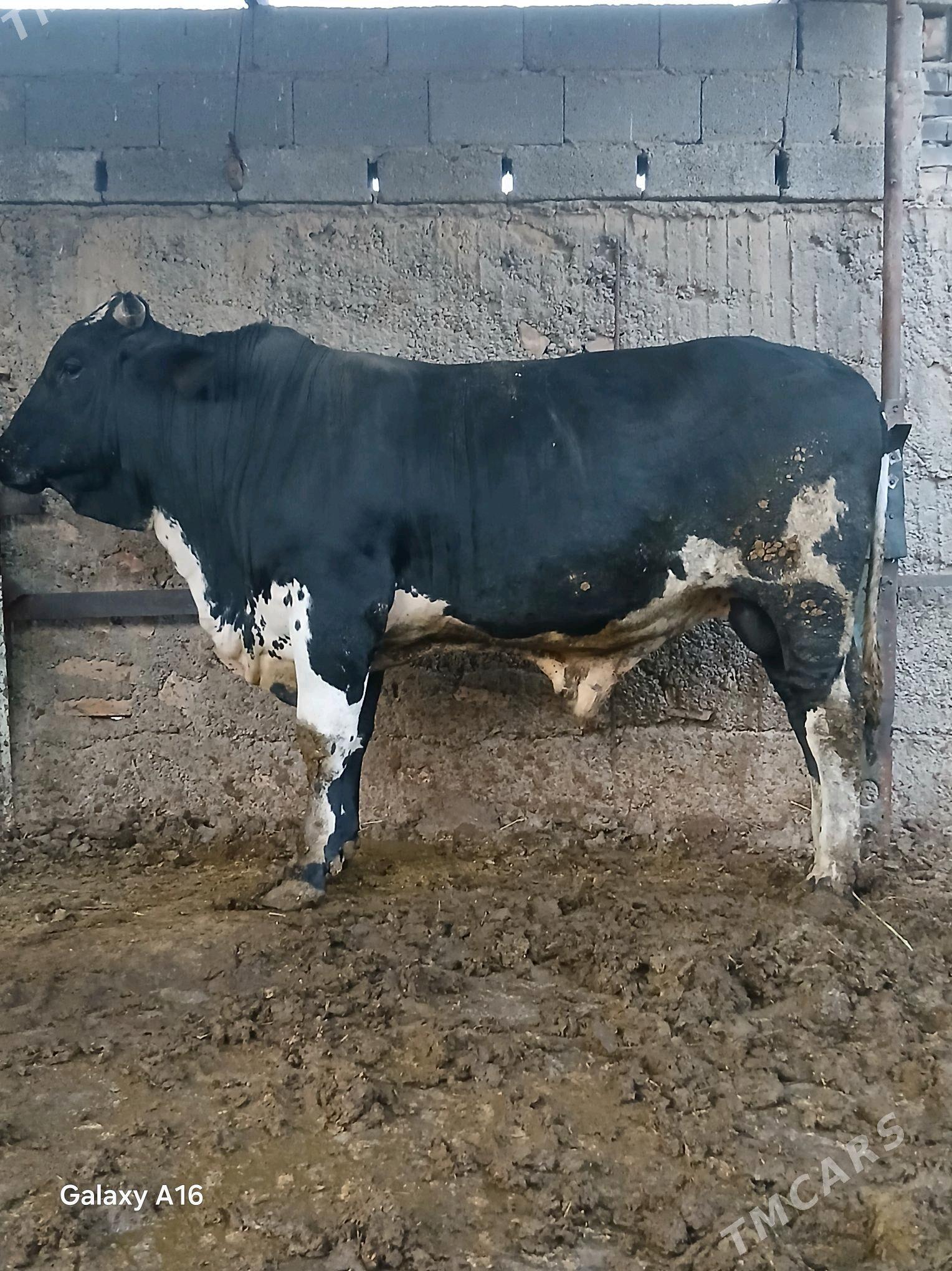 okuz - Aşgabat - img 2