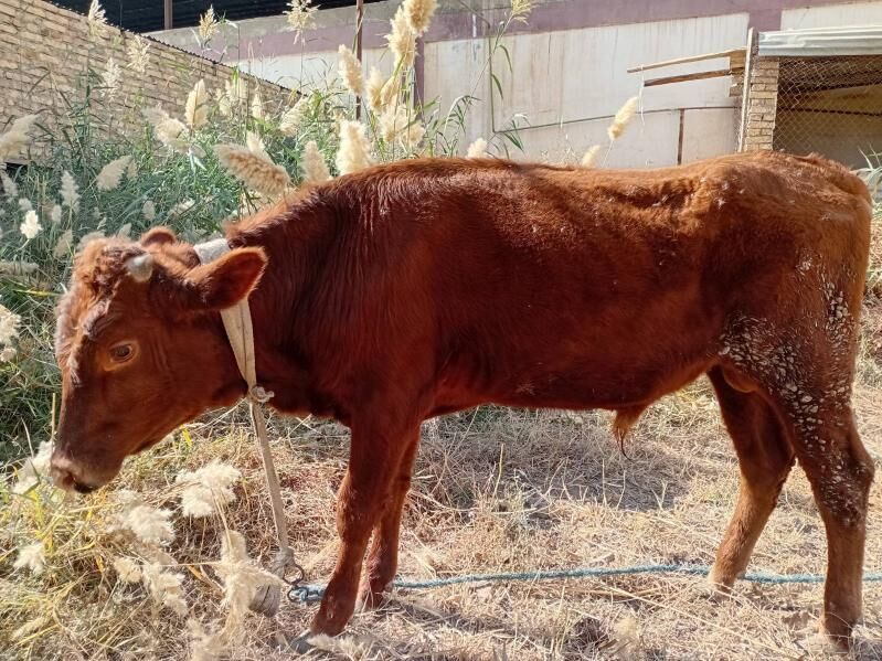 öküz - Türkmenabat - img 3