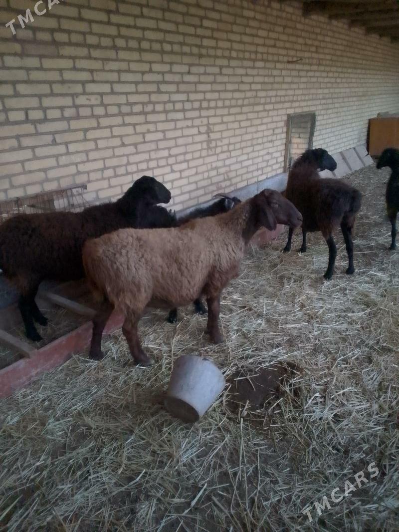 bogaz goyunlar - Sakar - img 2