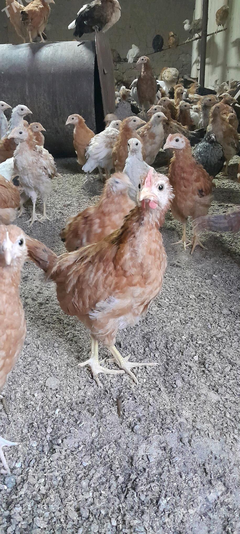 juje - Tejen - img 2