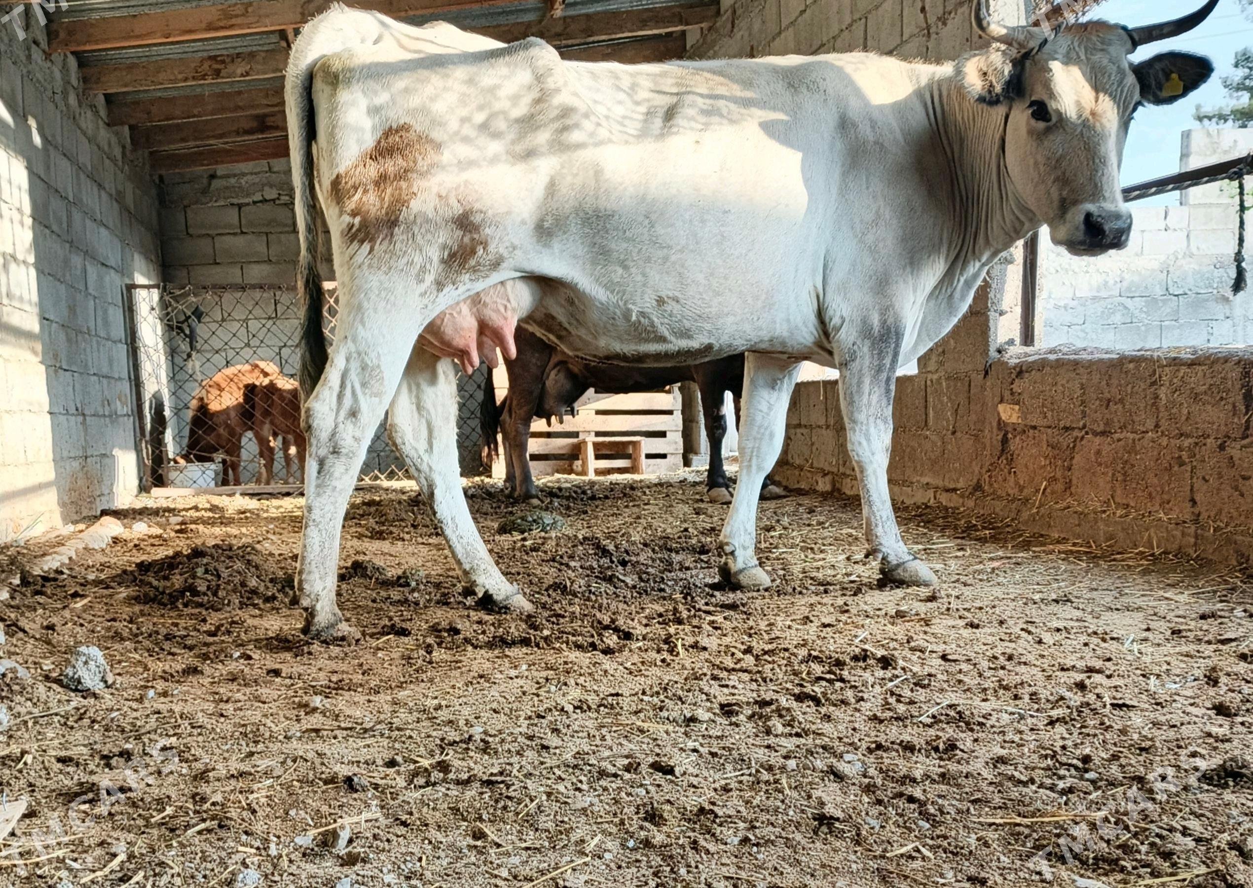 GÖLELİ SYGYR - Гёкдепе - img 1