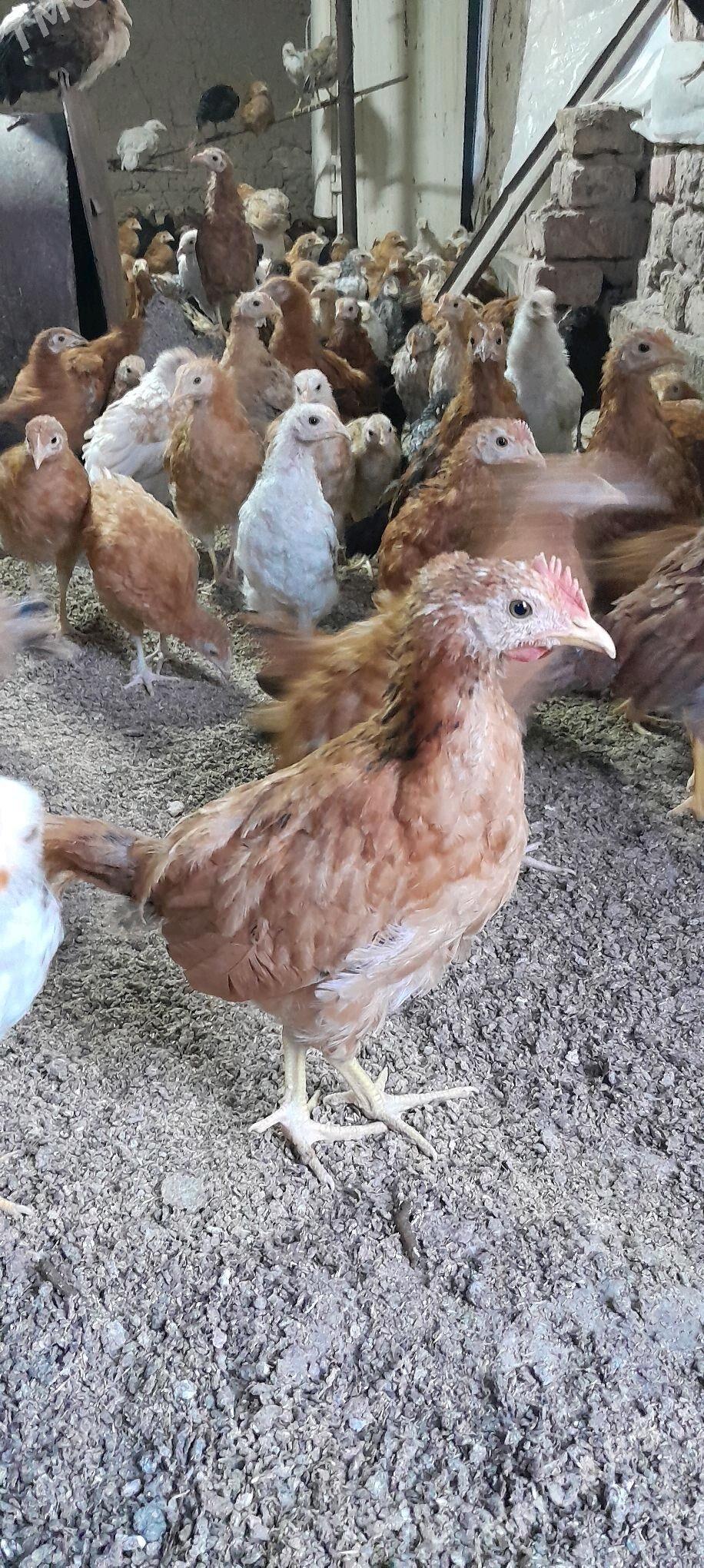 juje - Tejen - img 3