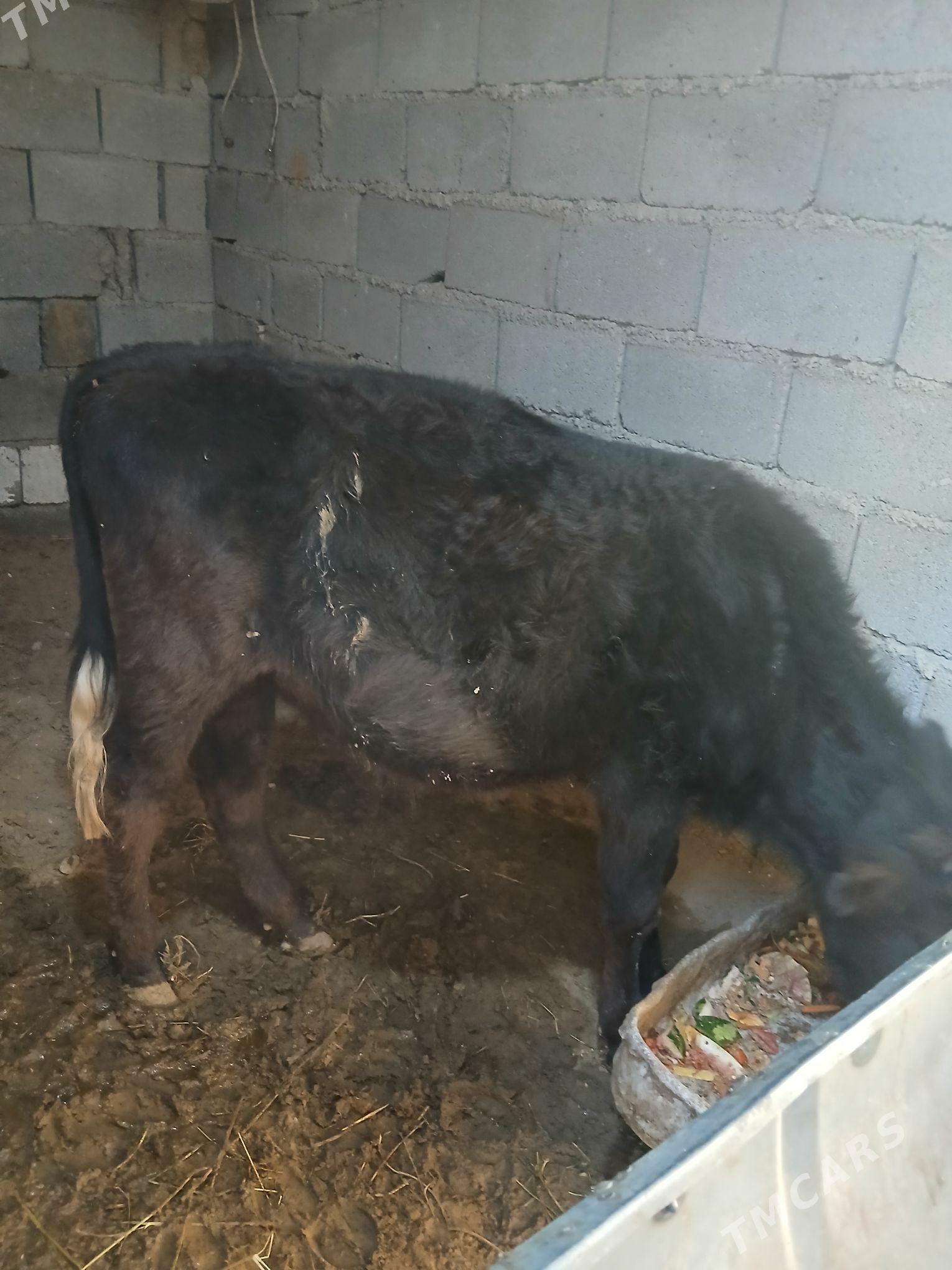 Okuz - Aşgabat - img 2