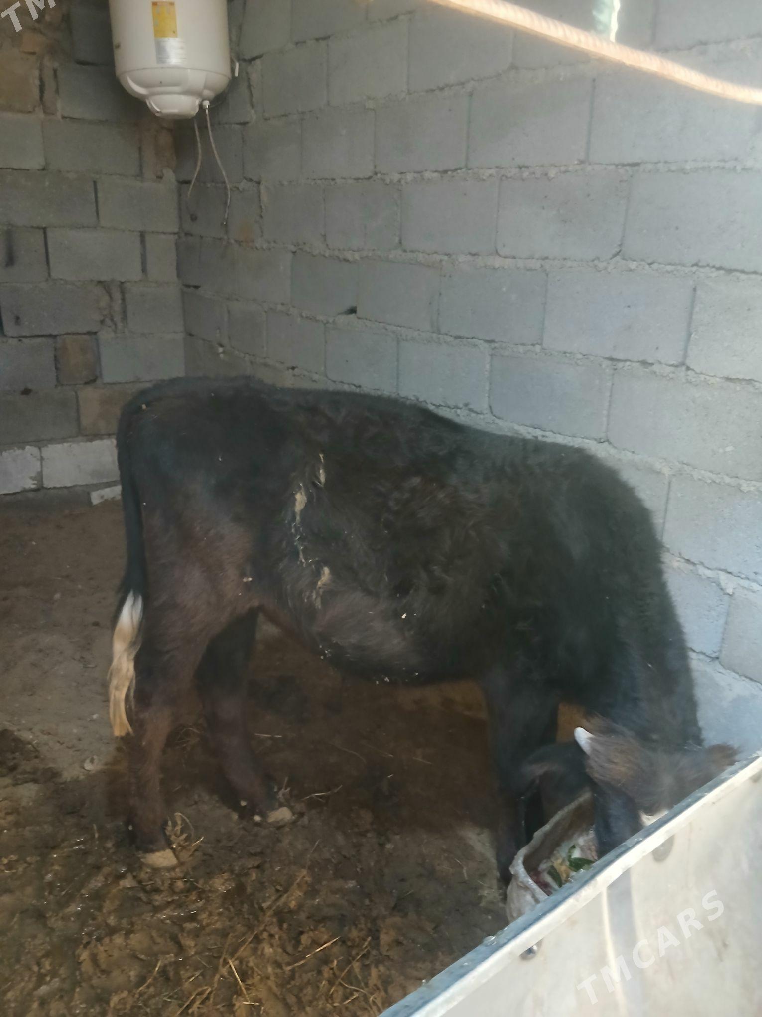 Okuz - Aşgabat - img 1