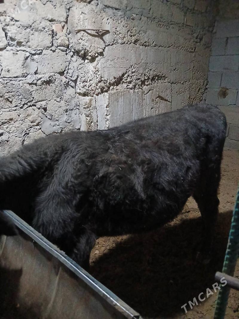 Okuz - Aşgabat - img 3