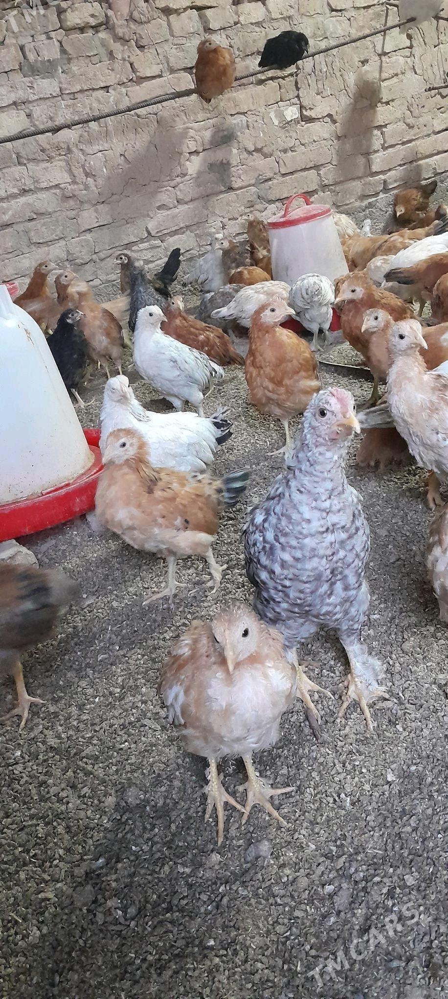 juje - Tejen - img 4