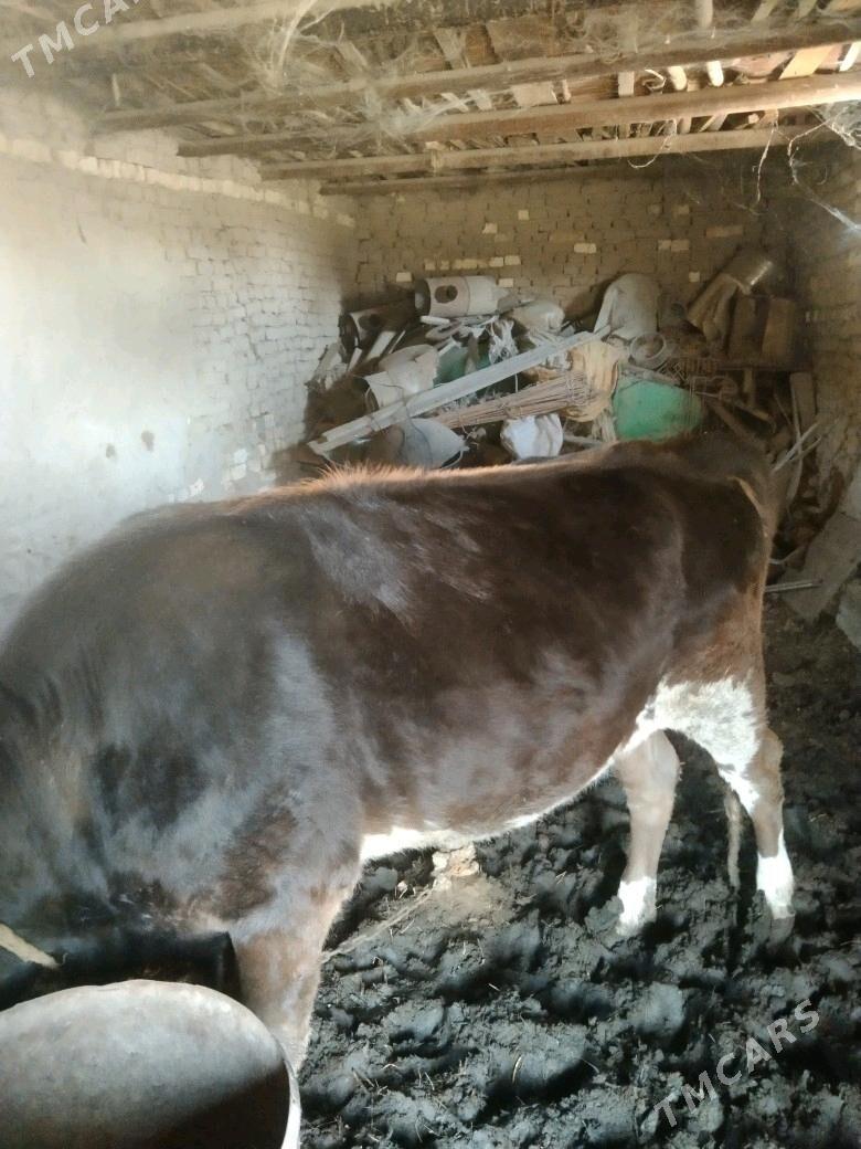 Gulajyn - Мары - img 1