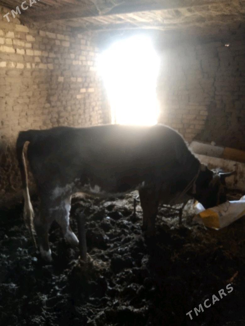 Gulajyn - Мары - img 2