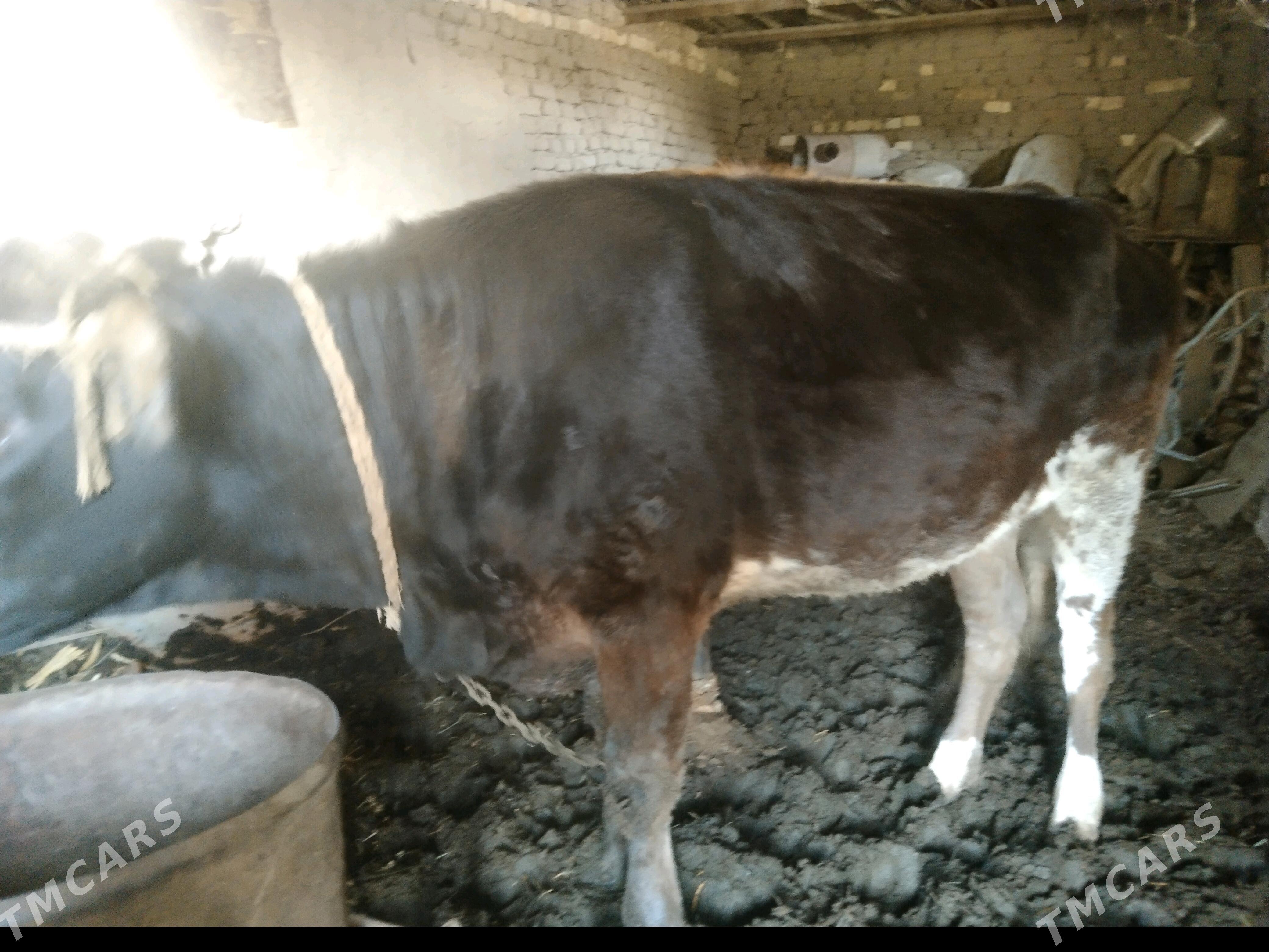 Gulajyn - Мары - img 3