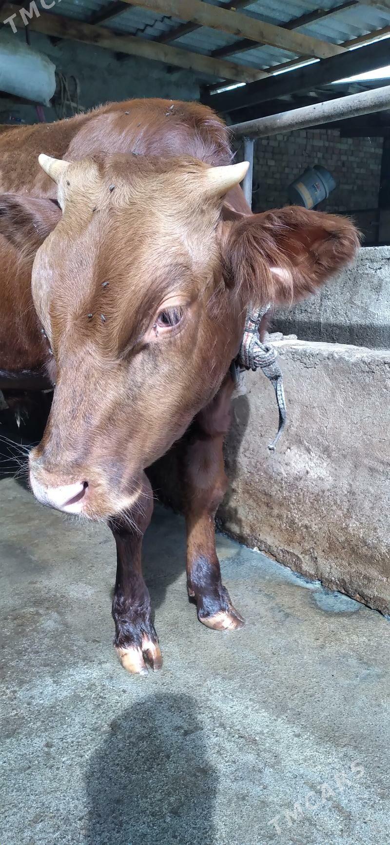 okuz - Хитровка - img 8