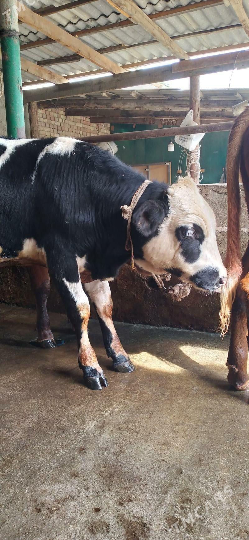 okuz - Хитровка - img 7