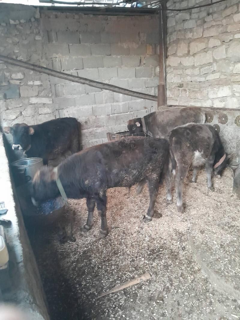 oküz tüwe - Гызыларбат - img 2