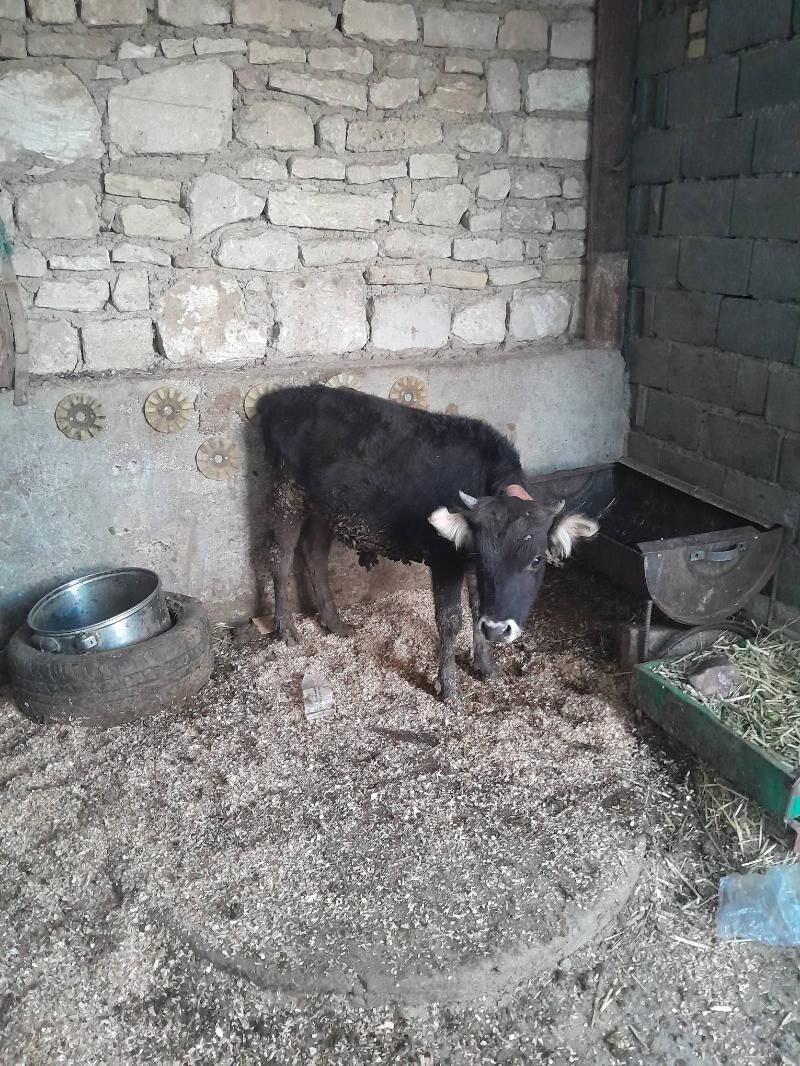 oküz tüwe - Гызыларбат - img 3