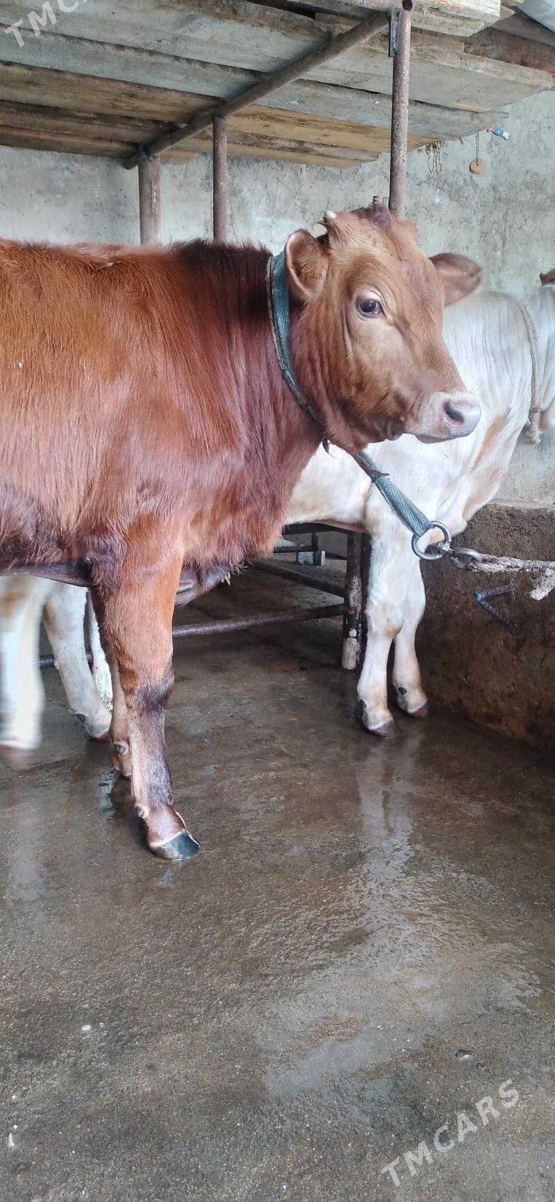 okuz - Хитровка - img 2