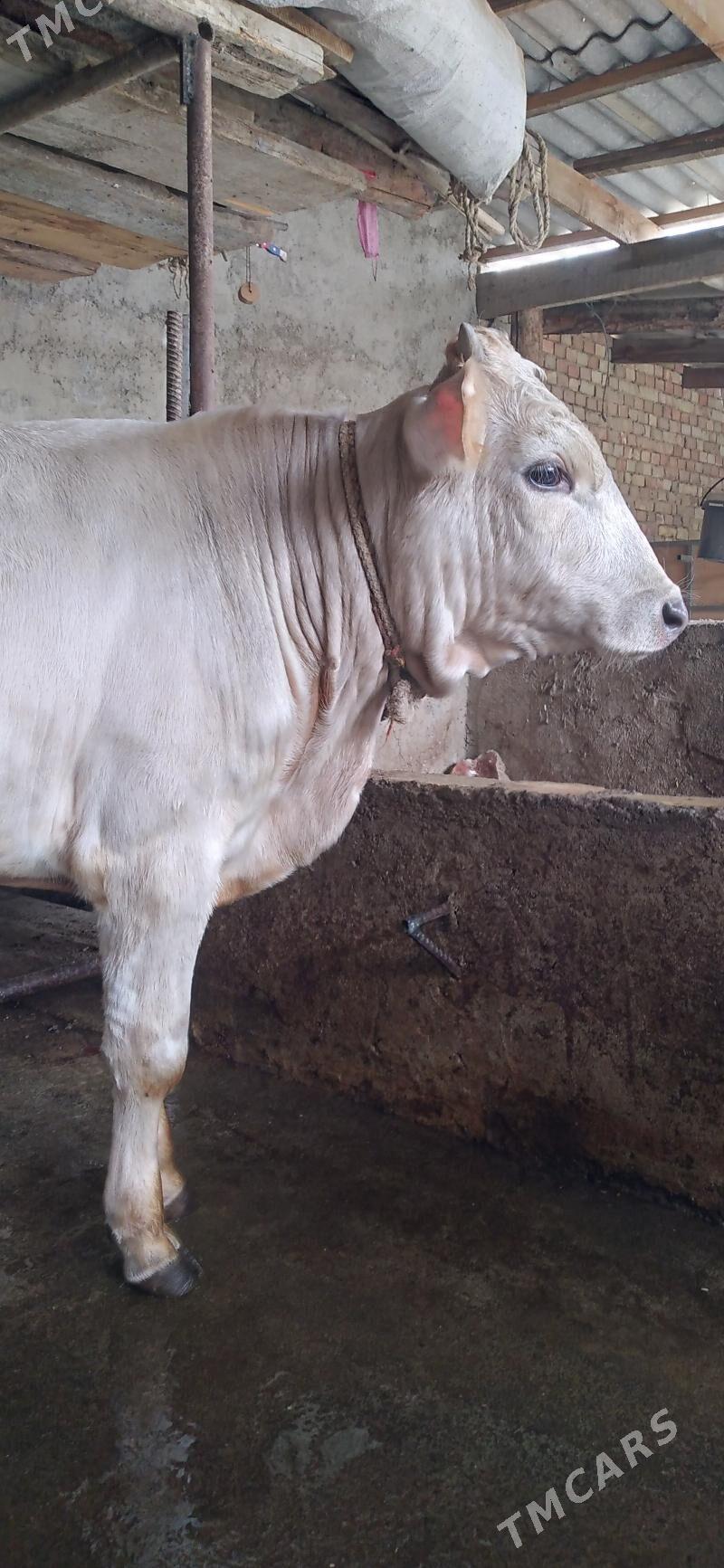 okuz - Хитровка - img 3